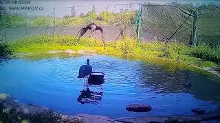 Young Storks Clumsy Flight (Makov) @OnceKnightly