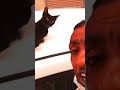كابوس القطط كابوس القطط
