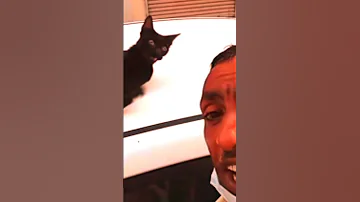 كابوس القطط 