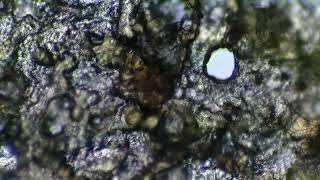 Microscope Lounge Pre-release Demo