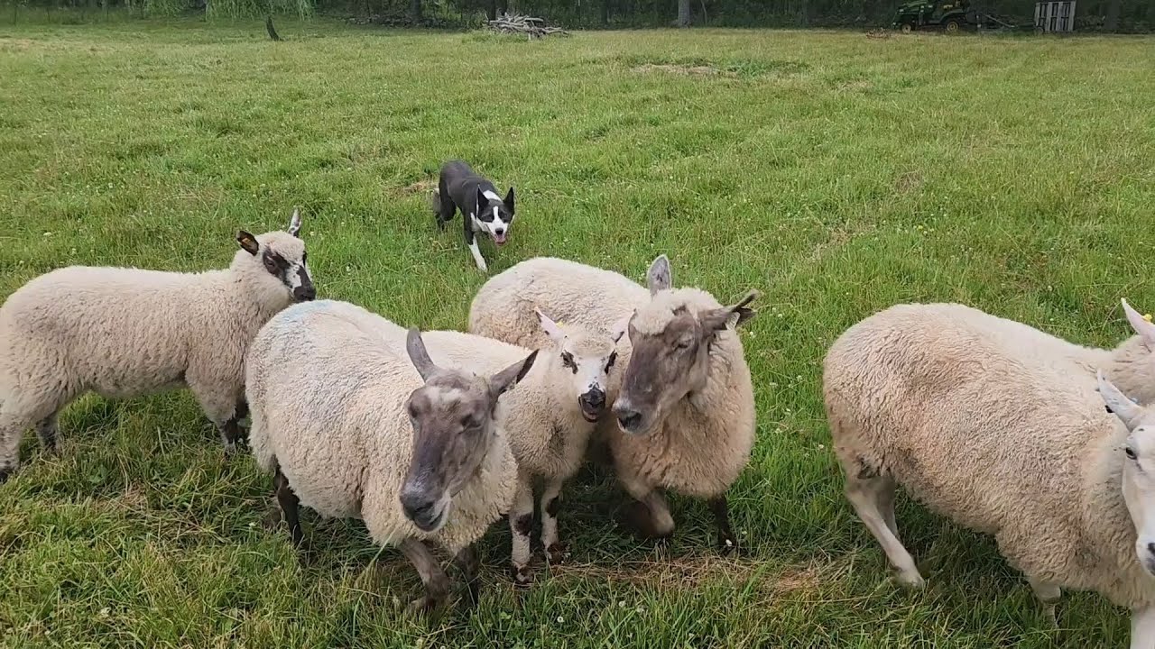 TrustyJoe - July 2025