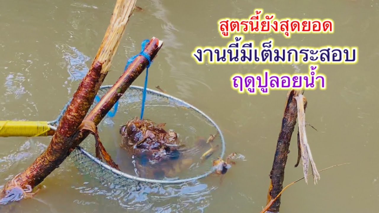 ปูลอยคลองน้ำเค็ม เต็มกระสอบกันอีกแล้วงานนี้ | วิถีพื้นบ้าน เดลิเวอรี่