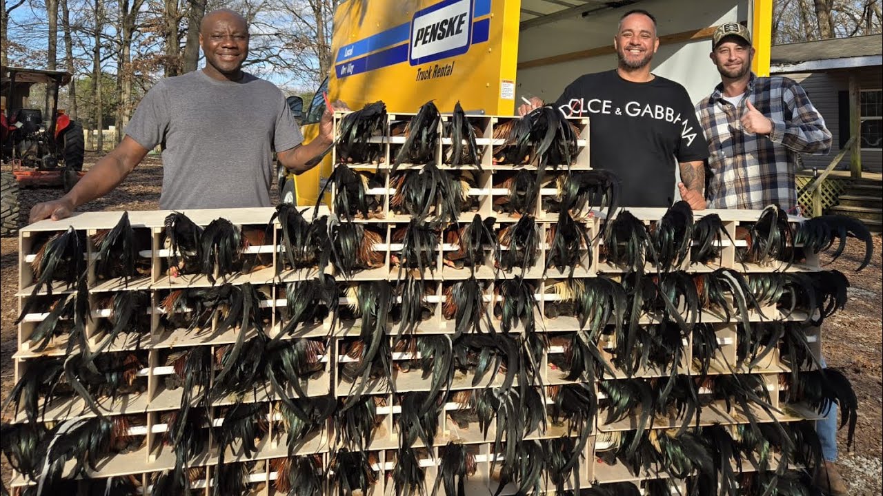 En la granja de Nathan Jumper (Jumper Farm )