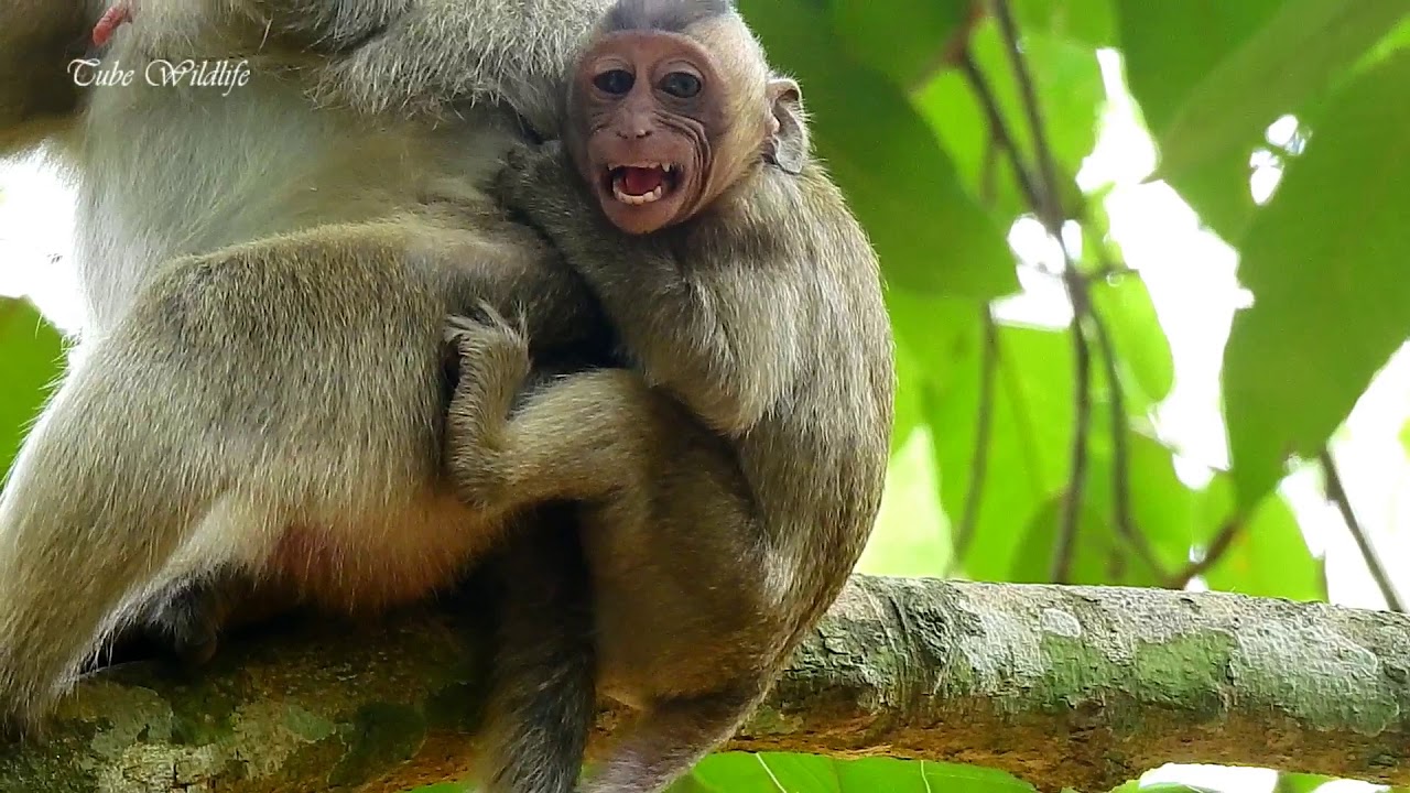 petco hours Very long crying & squealing upset mom / Baby Eleno upsets Elsa monkey weaning