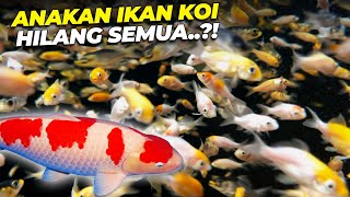 Download Lagu DIBALIK KABAR BAIK ADA KABAR DUKA DARI IKAN KOI DEHAKIMS..!! MP3 Download Lagu DIBALIK KABAR BAIK ADA KABAR DUKA DARI IKAN KOI DEHAKIMS..!! MP3