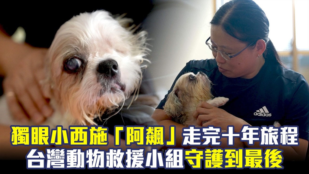 毛孩重生系列 - 獨眼小西施「阿飆」走完十年旅程 動物救援小組守護到最後一刻 縮圖
