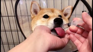 Shiba Spay Recovery | What to Expect With Dog Spay Recovery  Week 1