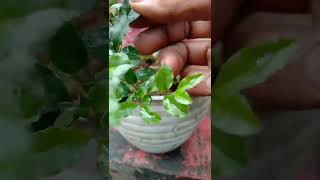 Download Lagu Ciri Ciri Pohon Ki Hujan#shorts# MP3