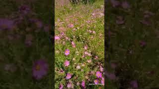 Hiking in Los Picachos ⛰️🌿 #realestatelife #sanmigueldeallende #mexico #hikingdog #hikinglovers
