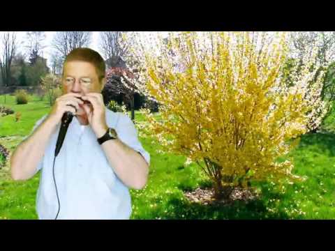 HARMONICA  " L' AMANDIER " (H.D) Georges Brassens