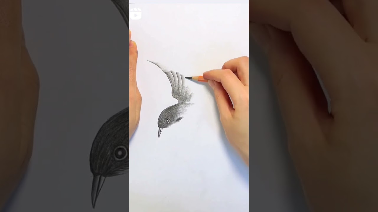 live Bird Sketch