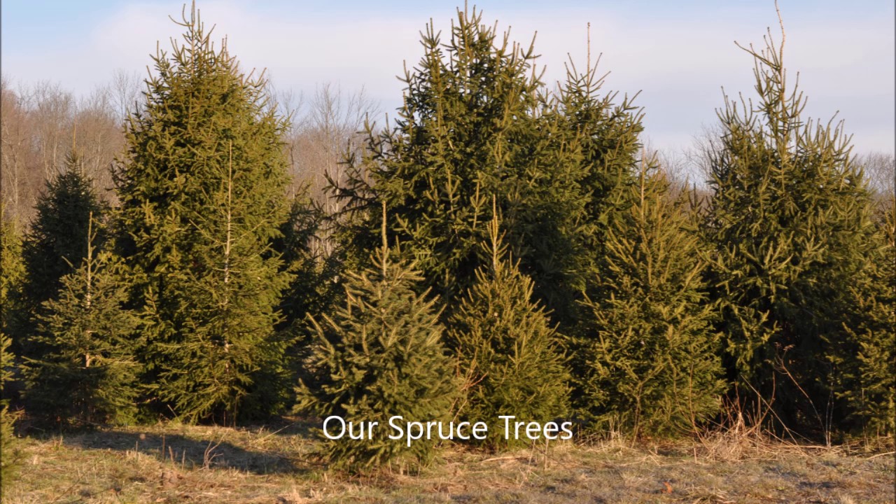 About Spacing Spruce Trees How To Youtube About Spacing Spruce Trees How To Youtube
