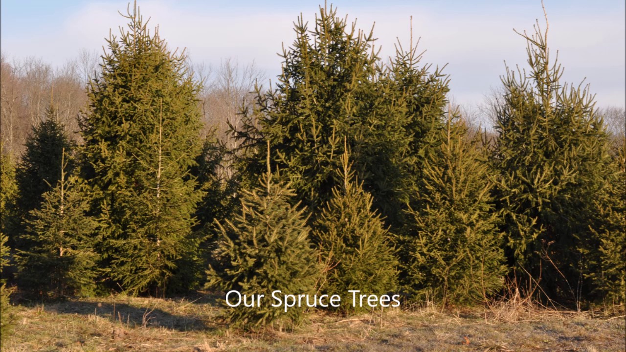 About Spacing Spruce Trees How To Youtube