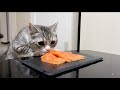 生まれて初めてサーモンを食べた猫の反応がこちらです…笑