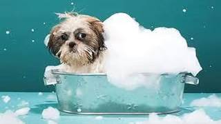 Challenge Assumptions: Solve a problem for PET owners