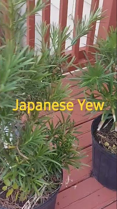 My Yew Trees #youtubeshorts