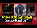 Tirumala : తిరుమల రెండో ఘాట్ రోడ్డులో ఎలుగుబంటి హల్ చల్ | NTV Telugu
