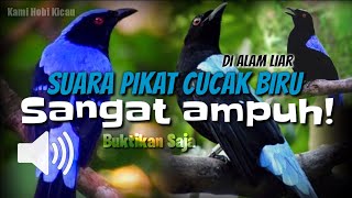 Suara Pikat Burung CUCAK BIRU mp3 Di Jamin Ampuh...