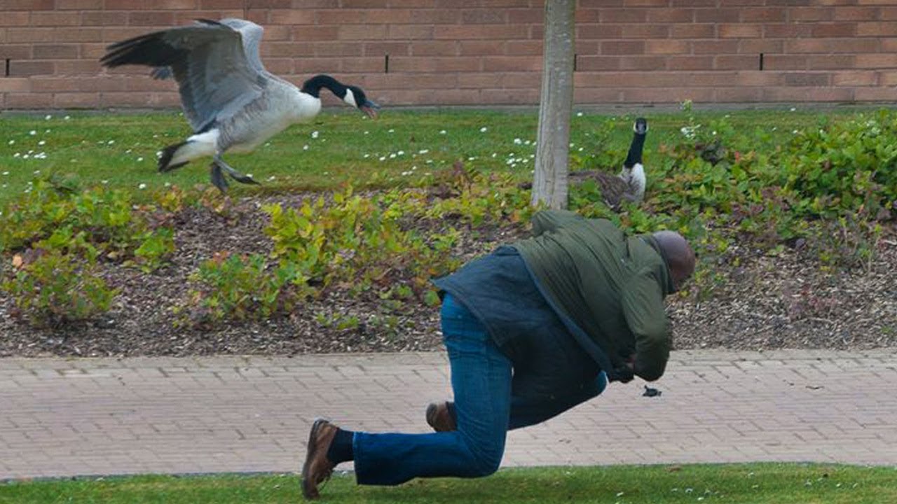Ducks And Geese Chasing People Funny Compilation
