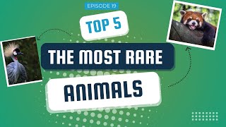 5 Rarest Animals In the World | The Earth 4K