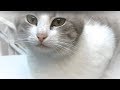 娘猫を虐めた猫を追いだす母猫！母猫は成長した我が子を覚える？