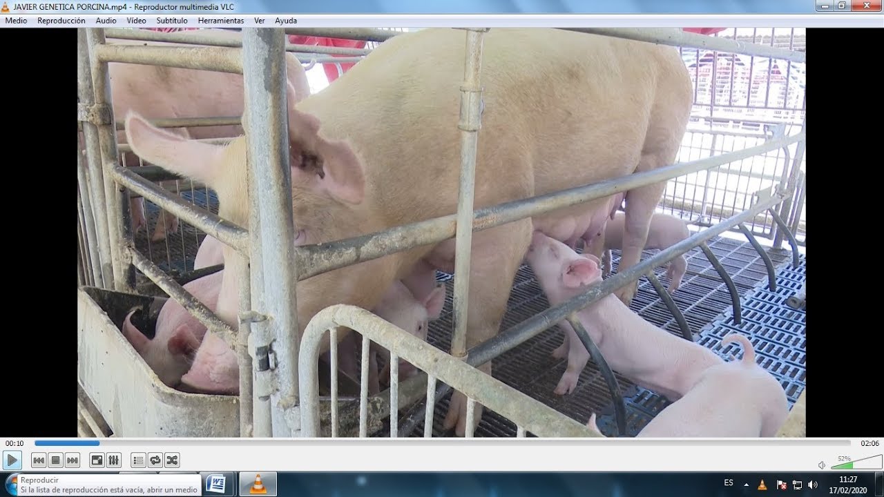 UEB Genética Porcina Cabaiguán alcanza las mayores producciones entre sus homólogas del país