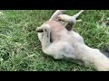 Puppy is playing ball activities #puppy #dog #cute #animals #long 