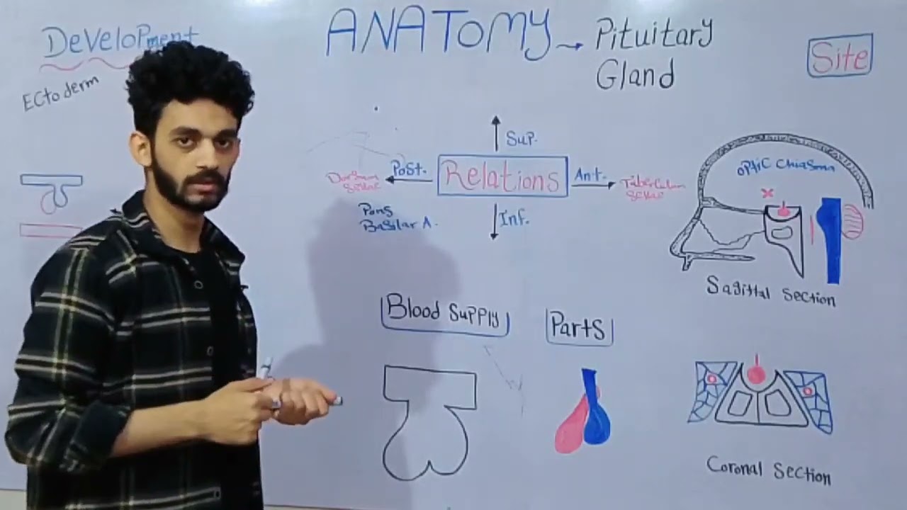 Anatomy of pituitary gland
