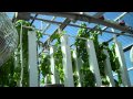 UW grad student's hydroponic tower system grows lots of veggies