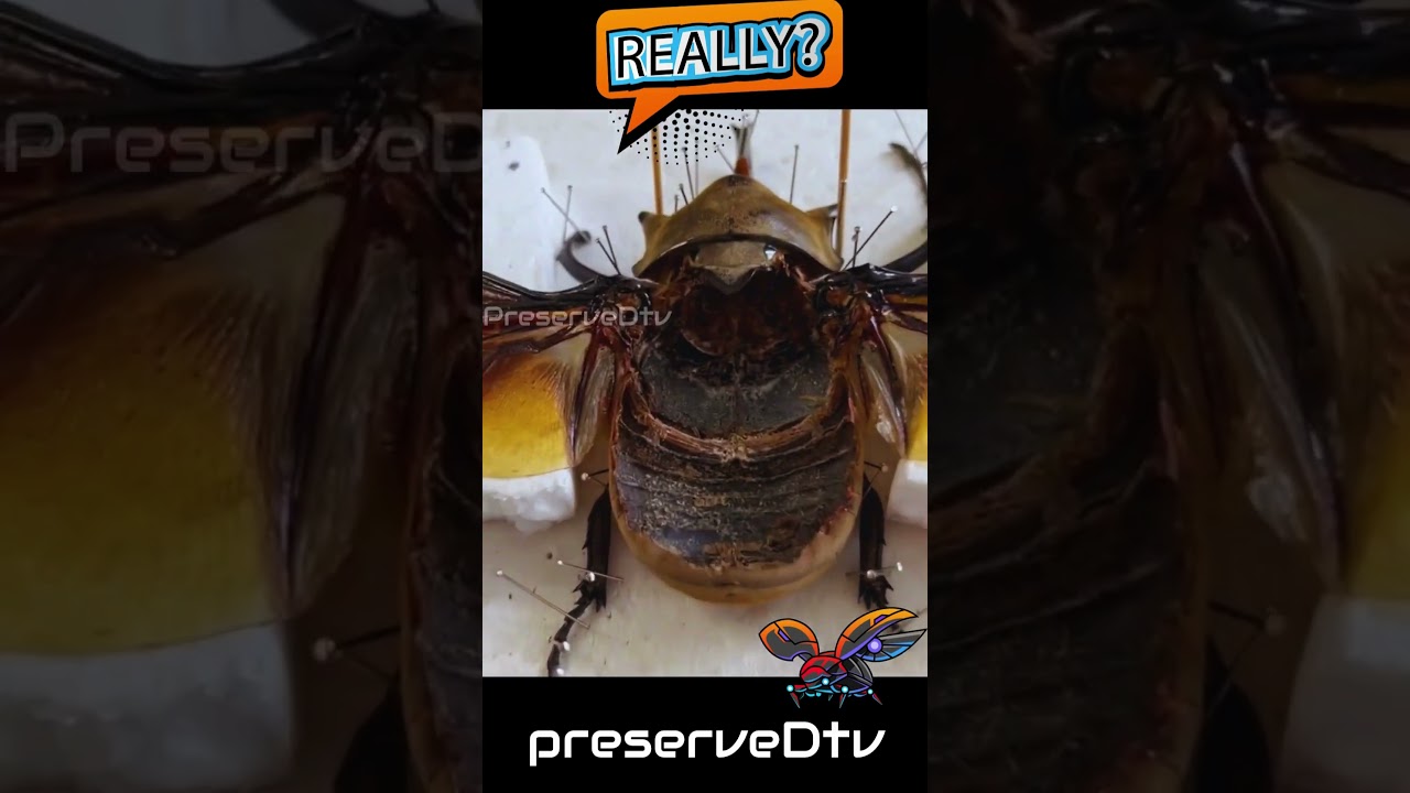 Why Museums Do THIS to Bettle 🤯 