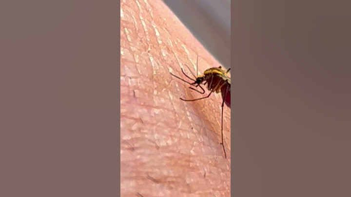 Mosquito Biting then KAPOW!