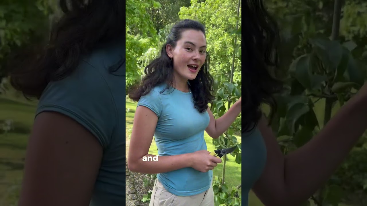 🍐✂️☀️Here’s how I prune an espalier (wall-trained) pear tree — and the same method works for apples