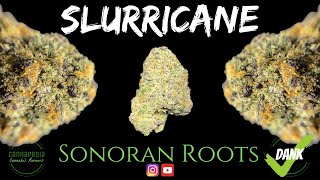 Slurricane Strain Review - Sonoran Roots - Cannapedia Wealth