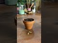 Faire pousser une graine de pamplemousse dans un arbre  planttiktok planttok howto diy indoorgarden