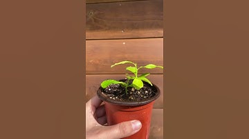 Growing a grapefruit seed into a tree 🌿 #planttiktok #planttok #howto #diy #indoorgarden