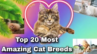 Unveiling the Hidden Beauty of 20 Exotic Cat Breeds