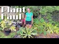 Plant Haul & Planting a Variegated Agave! 🌱😍 :Gardening in Houston, Texas: