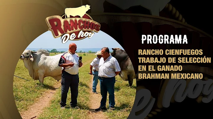 610. Brahman gris: gentica | Rancho Cienfuegos | T...