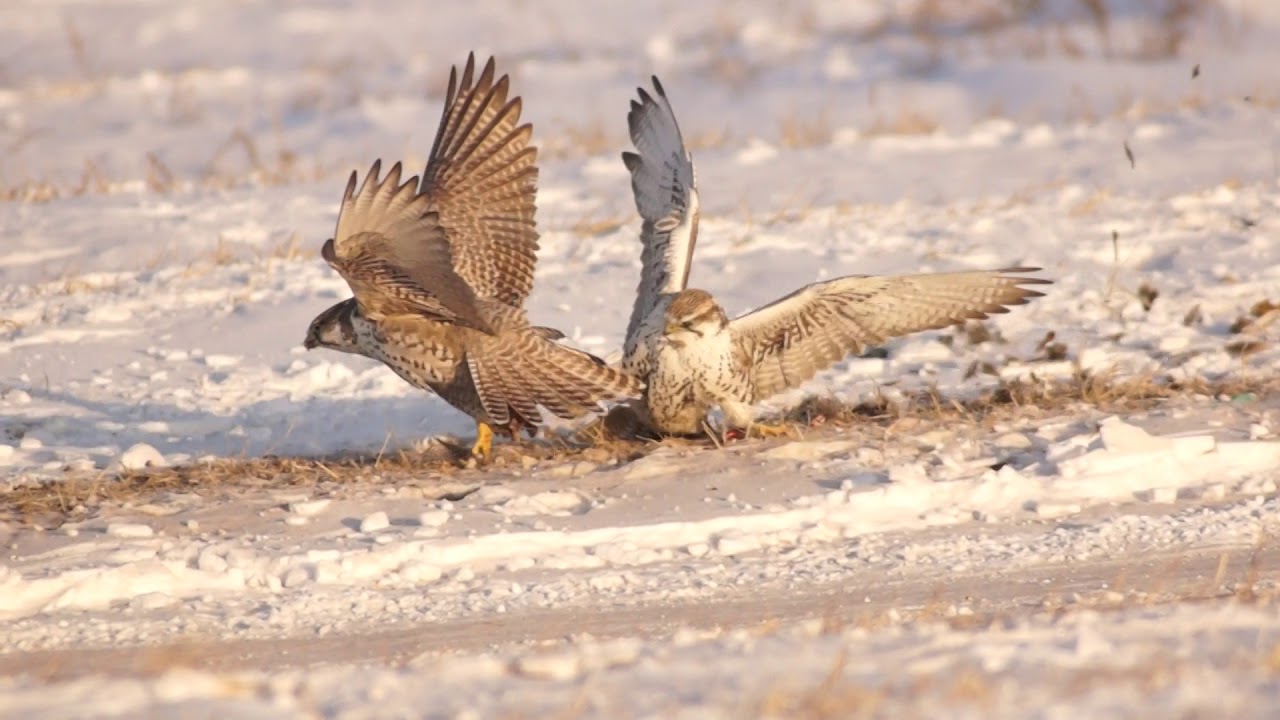 Saker falcon feeding in Mongolia