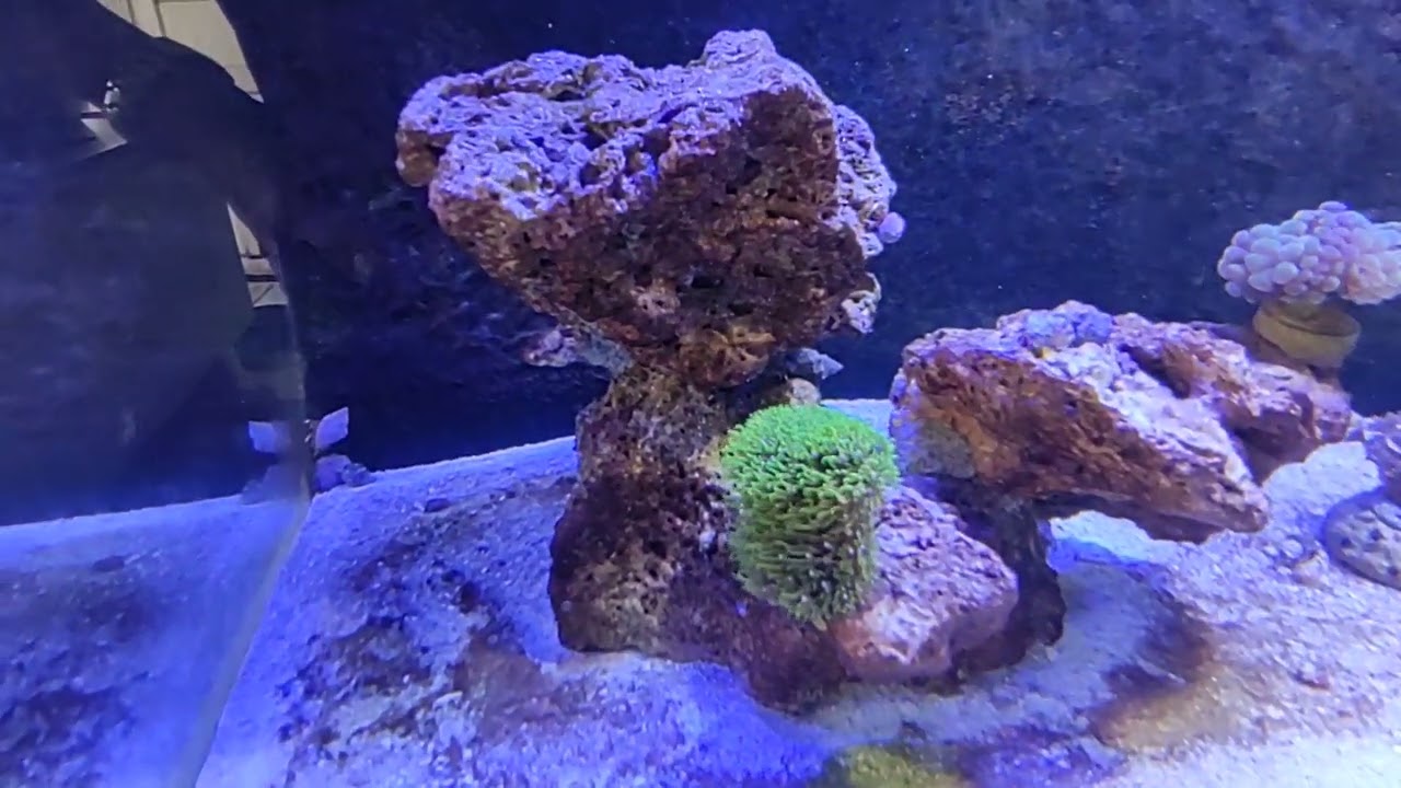 Aquário marinho com iluminação de holofote led azul e branco.