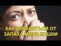 КАК ИЗБАВИТЬСЯ ОТ ЗАПАХА МОЧИ КОШКИ