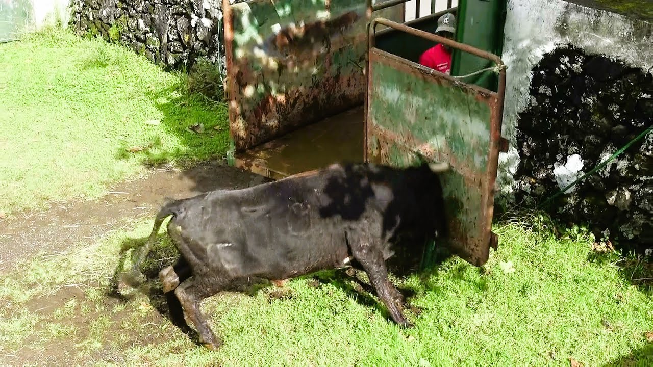 JAF - Grande Susto Abrir a Porta Ao Semental 104 - Big Scare When Opening The Door For Breeder 104