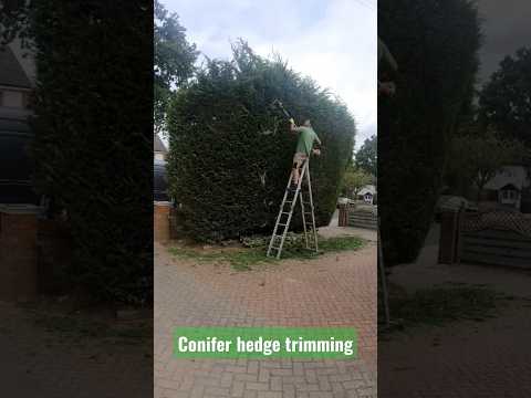 Conifer hedge trimming
