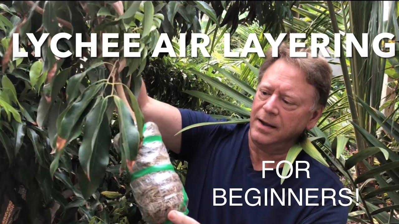 LYCHEE AIR LAYERING POTTING MIX PLANTING METHOD FOR BEGINNERS