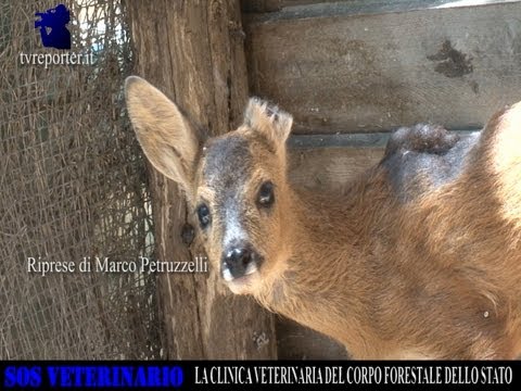 Video: Come Scegliere Una Clinica Veterinaria A Mosca