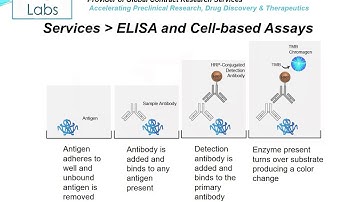 Altogen Labs ELISA and Cell-Based Assay Development