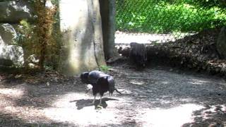 Black vulture and Turkey vulture