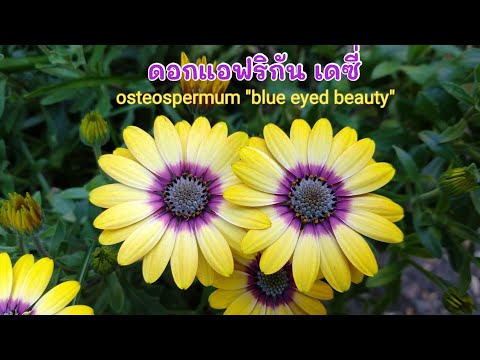 วีดีโอ: การปลูก Osteospermum: วิธีดูแลดอกเดซี่แอฟริกัน