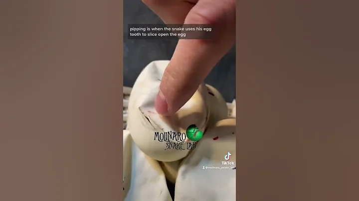 🐍 They are starting to pip! 🧪 #snake #snakebreeder #ballpython #ballpythonbreeding #eggcutting