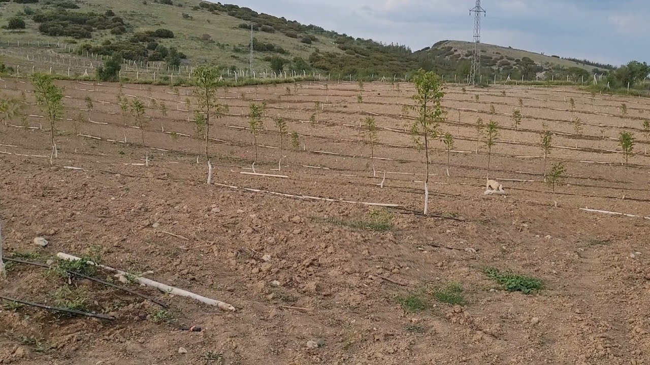 200- Chandler Ceviz Bahçesinde yaz Budaması, Denizli, Bozkurt, İnceler